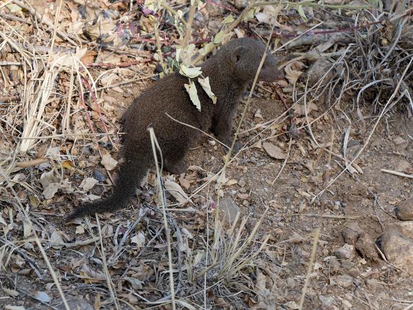 Slender mongoose (Herpestes sanguineus)